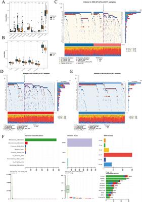 T cell exhaustion assessment algorism in tumor microenvironment predicted clinical outcomes and immunotherapy effects in glioma